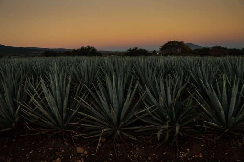 From Guadalajara: Town of Tequila & Jose Cuervo Factory Tour - My booking advice