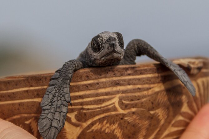 From Huatulco: Turtle Release & Bioluminescence - Why the turtle release is the heart of the day