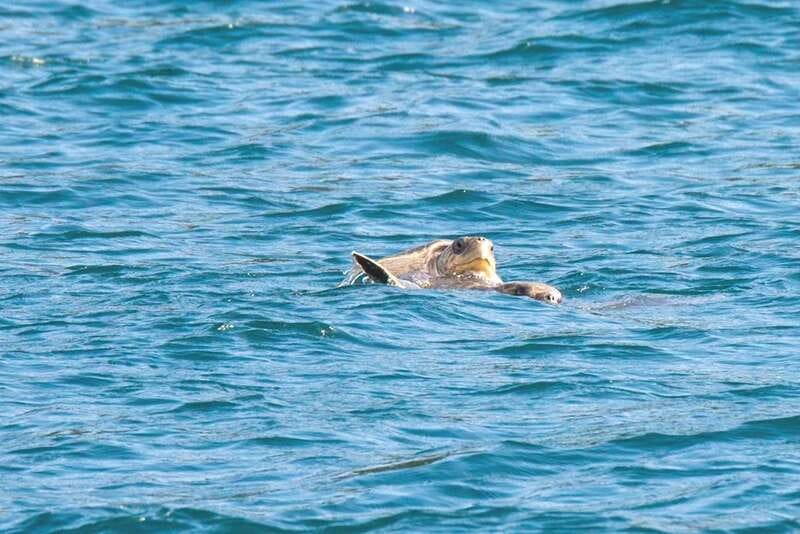 From La Crucecita: Private Huatulco 7 or 5 Bays Boat Trip - Snorkeling, swimming, and sea-life sightings