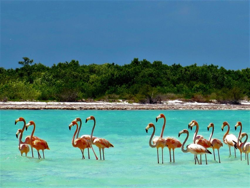 From Riviera Maya: Holbox Full-Day Tour with Lunch - Should You Book the Holbox Tour?