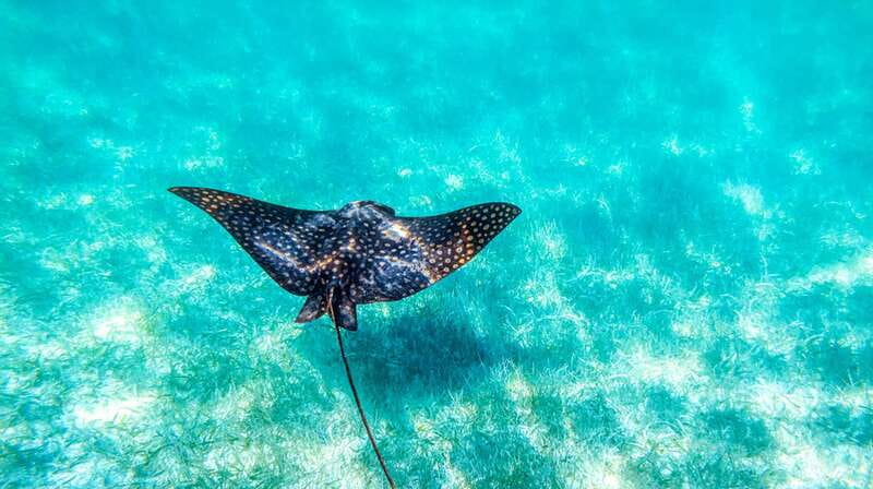 From Riviera Maya: Sian Ka'an Half Day Tour w/ Lunch - Should you book the Sian Ka’an half-day tour?