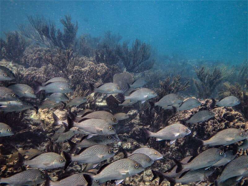 From Riviera Maya: Snorkeling & Private Cenote Half-Day Tour - The environmental rules are worth taking seriously