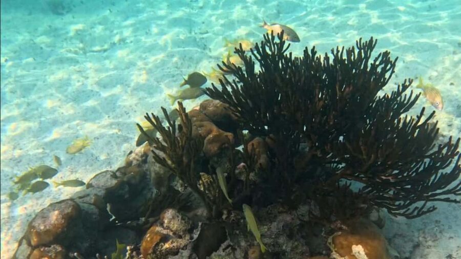 From Riviera Maya: Tulum, Cenote, & Akumal Turtle Swim Trip - Snorkeling with sea turtles in Akumal