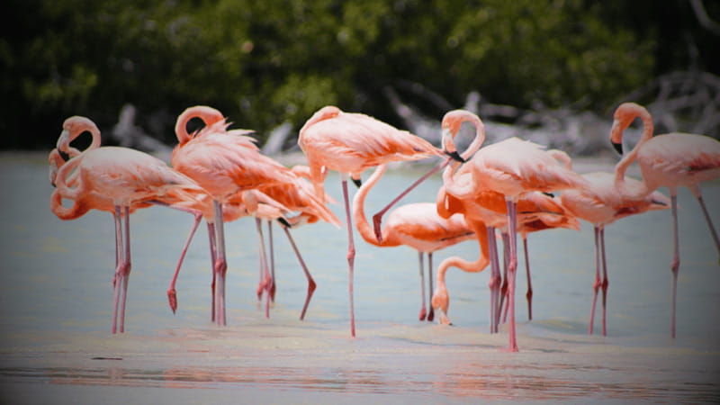 FROM VALLADOLID RIO LAGARTOS + LAS COLORADAS + CENOTE (COLECTIVO TOURISTIC) - Las Coloradas and the famous pink lagoons