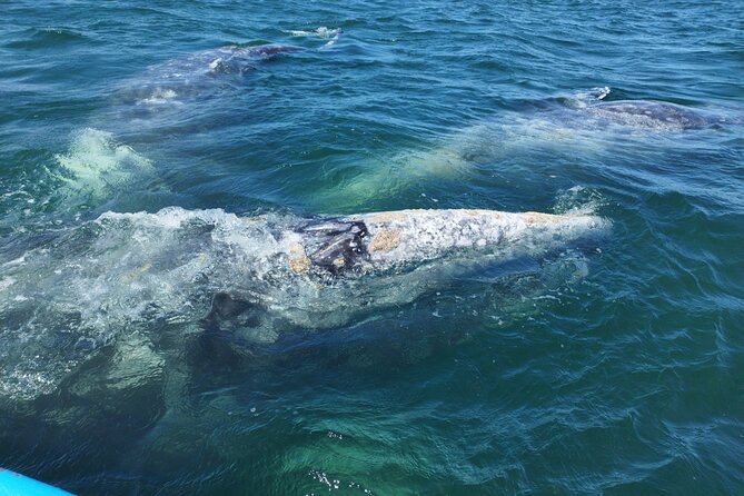 Full Day Gray Whale Watching Experience - Why Puerto Chale makes this a special whale trip