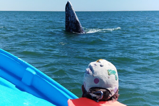 Full Day Gray Whale Watching Experience - Lunch in Puerto Chale