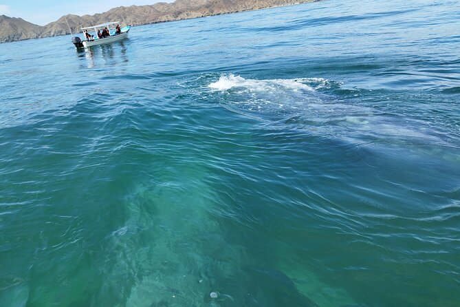 Full Day Gray Whale Watching Experience - Is $191.18 a fair price?