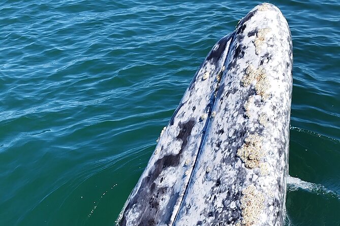 Full Day Gray Whale Watching Experience - The early start from La Paz