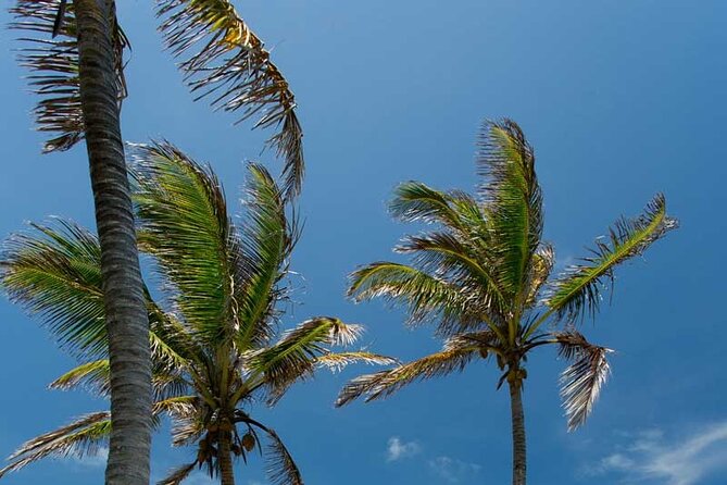 Full-Day Isla Contoy Sailing Nature Experience in Mujeres - Isla Contoy gives the day its quiet center