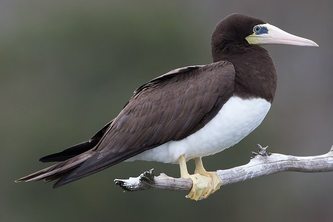 Full-Day Isla Contoy Sailing Nature Experience in Mujeres - A buffet lunch in a peaceful setting