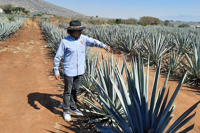 Full-Day Tequila Tour from Guadalajara - The artisanal distillery and the production lesson