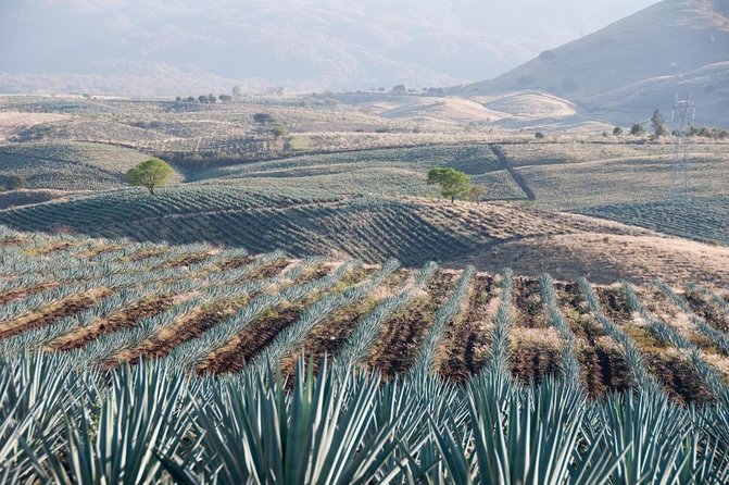 Full Day Tour to Tequila and Amatitán with Fun and Culture - Key points to know before you book