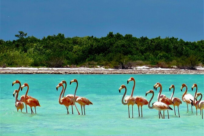 Full Day Tour to the Best of Holbox - Yalahau Lagoon and Ojo de Agua