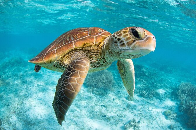 Full Day Tour to Tulum Cenote and Swim with Turtles in Akumal - Who should book this day out?