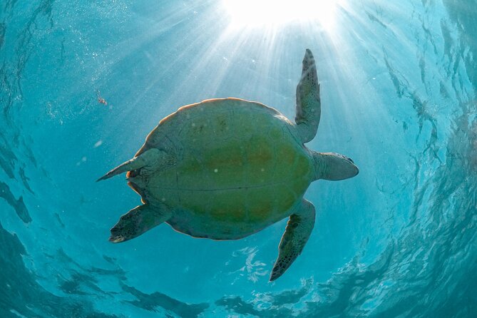 Full Day Tulum Ruins Tour Cenote and Swimming with Sea Turtles - What the $131.15 price really covers