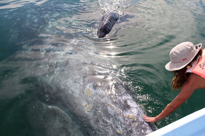 Gray Whale Watching Tour with Marine Biologist and Small Group - Key points to know before booking