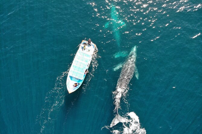 Gray Whale Watching Tour with Marine Biologist and Small Group - Why Puerto Chale makes this an all-day whale trip