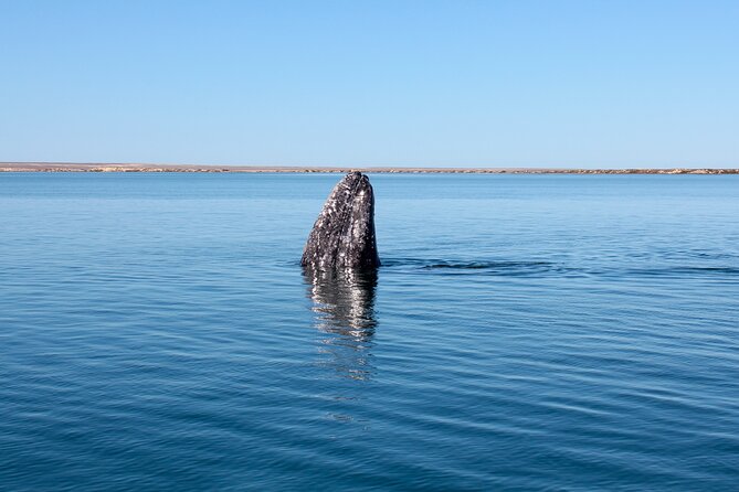 Gray Whale Watching Tour with Marine Biologist and Small Group - What the small group changes