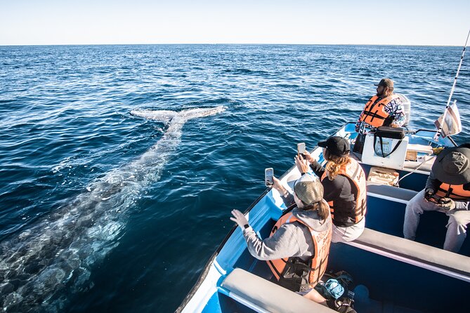 Gray Whale Watching Tour with Marine Biologist and Small Group - Lunch in Puerto Chale