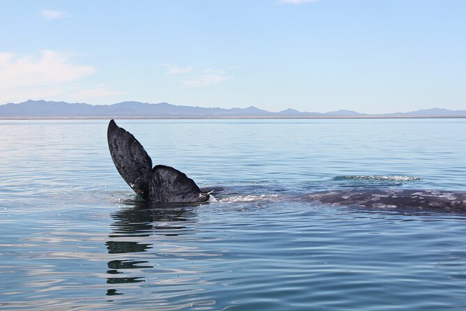 Gray Whale Watching Tour with Marine Biologist and Small Group - The road time, comfort, and what to pack