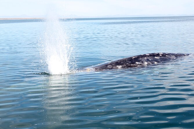 Gray Whale Watching Tour with Marine Biologist and Small Group - The winter season and whale expectations