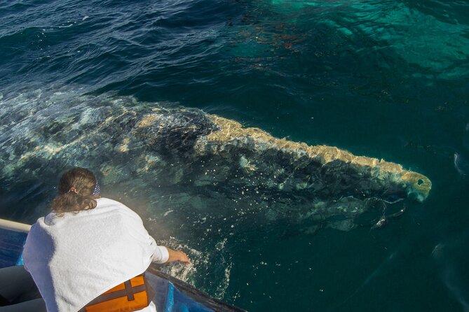 Gray Whale Watching Tour with Marine Biologist and Small Group - Is $376.34 a fair price?