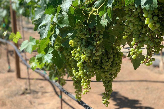 Group tour - Monte Xanic: a polished final tasting