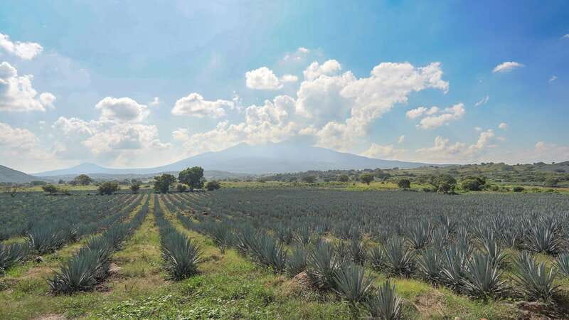 Guadalajara: Premium Tequila Tour with Tastings and Pairings - Why this Guadalajara tequila tour works