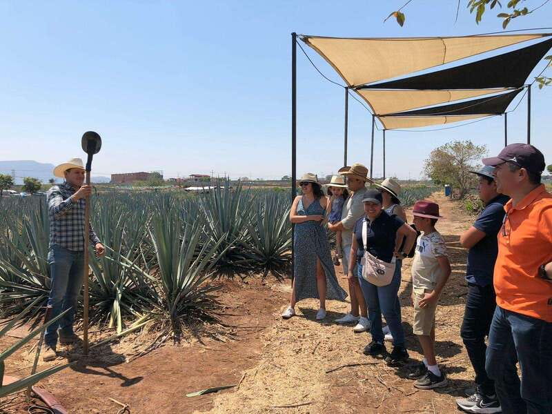 Guadalajara: Premium Tequila Tour with Tastings and Pairings - Transportation, group rhythm, and comfort