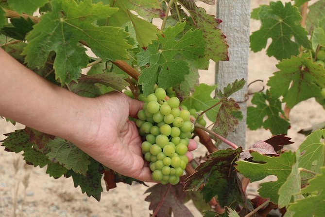 Guadalupe Valley Wine Route Tour in Baja California - The Wine Museum and the valley’s Russian history