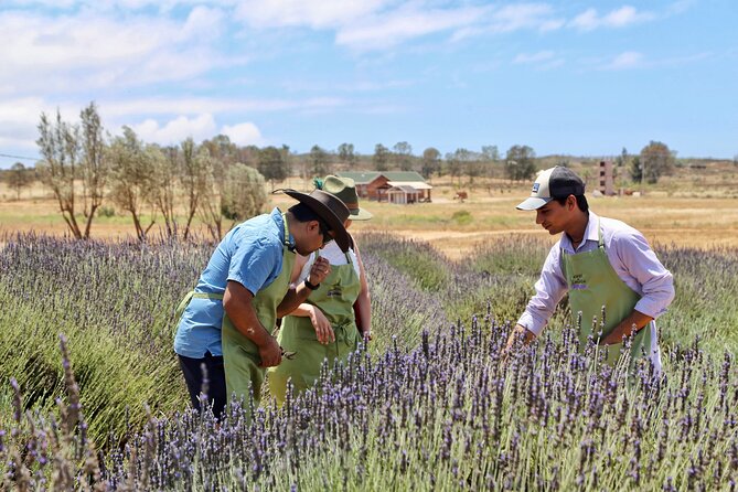 Guided Lavender Experience: Cultivation, Uses and Tasting - Key points before you book