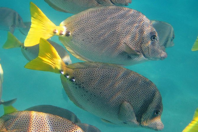 Guided Tour Los Cabos: Boat | Tacos & Tequila | Photos & Transfer - The glass factory stop, with heat and shopping