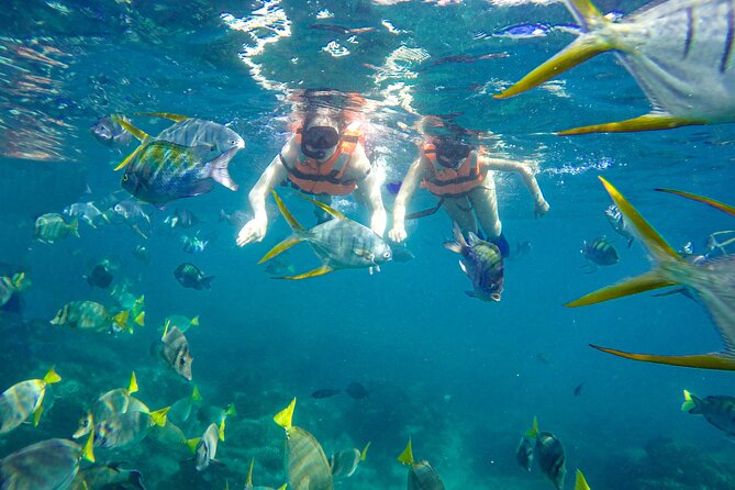 Half Day Cabo Snorkel Adventure with Lunch and Open Bar - The Arch, Land’s End, and sea lions