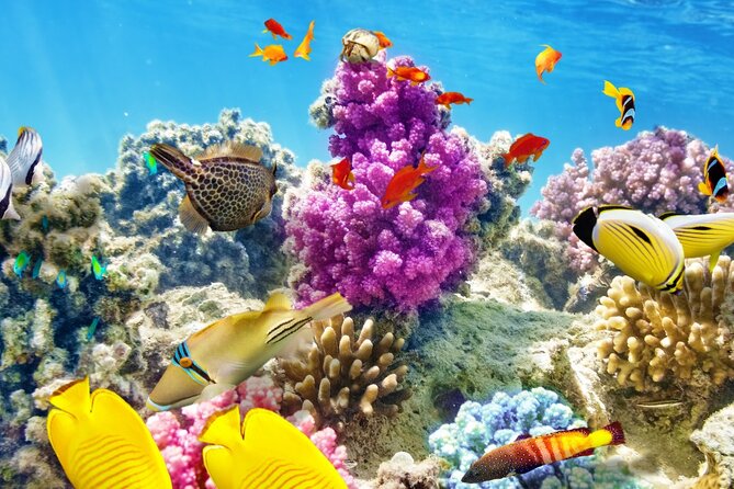 Half-Day Puerto Morelos Snorkeling Experience with Lunch - Why Puerto Morelos Makes a Better Snorkeling Base