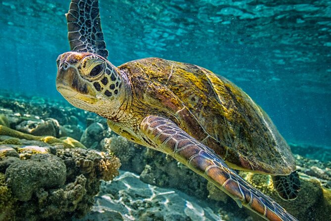 Half-Day Puerto Morelos Snorkeling Experience with Lunch - Lunch on the Beach, With a Few Limits