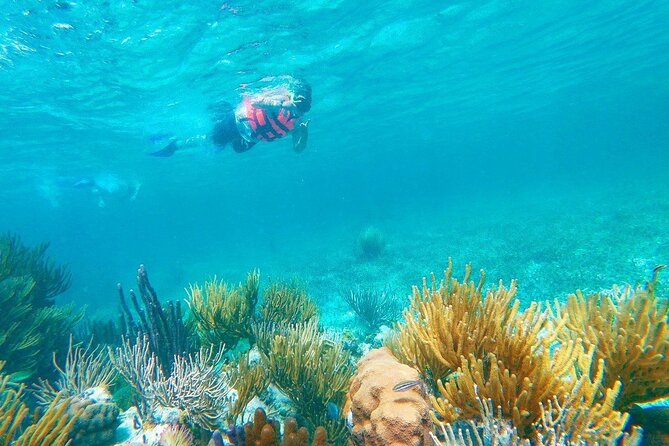 Half-Day Puerto Morelos Snorkeling Experience with Lunch - Transport, Timing, and Group Size