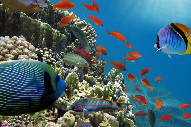 Half-Day Puerto Morelos Snorkeling Experience with Lunch - What the $49 Price Really Covers
