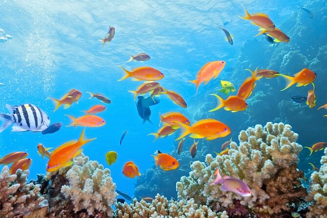 Half-Day Puerto Morelos Snorkeling Experience with Lunch - Who Will Enjoy This Most