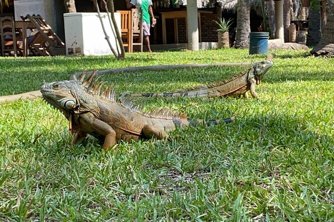 Half-Day Tour to Ventanilla, Mazunte, Zipolite and Puerto Angel - What the guides add to the day