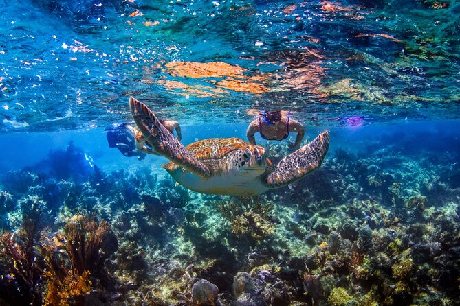 Hidden Cenote Swim: Snorkeling, Sea Turtles and Beachside Lunch - Why this cenote and turtle combination works