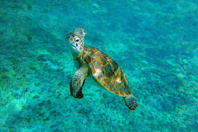 Hidden Cenote Swim: Snorkeling, Sea Turtles and Beachside Lunch - What to bring and how to prepare