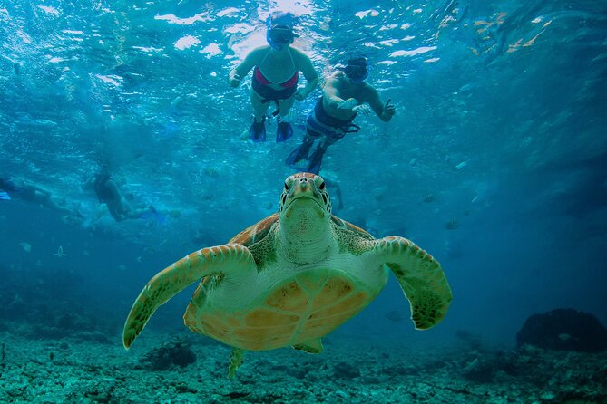 Hidden Cenote Swim: Snorkeling, Sea Turtles and Beachside Lunch - Akumal Beach: turtles, fish, coral, and a real swim