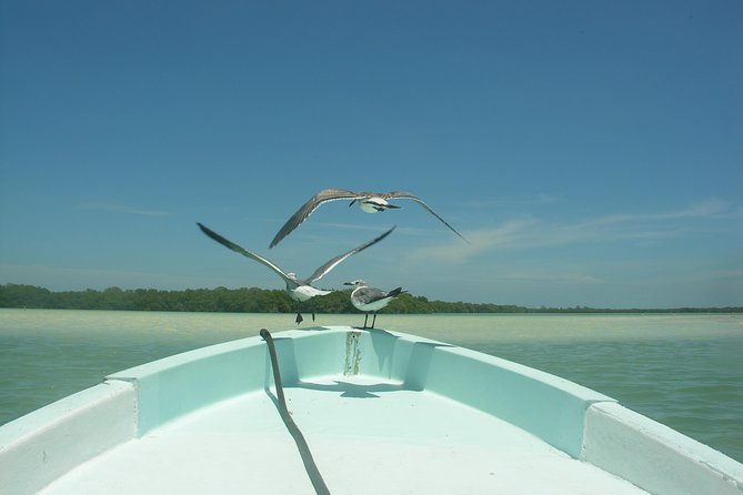Holbox 3 Island Private Boat Tour - Yalahau Lagoon and the freshwater swim