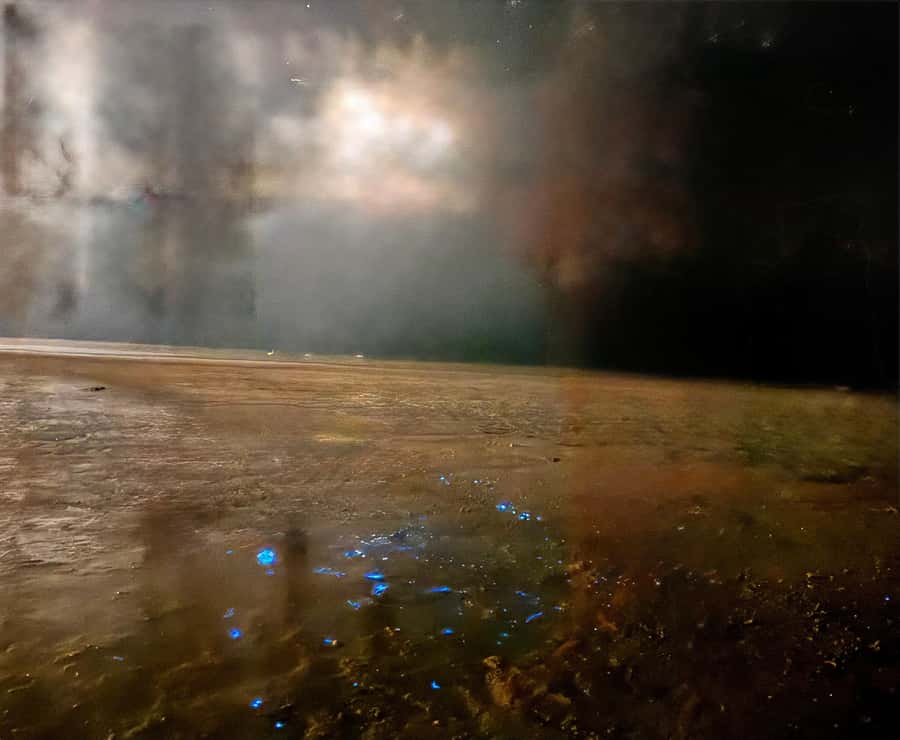 Holbox: Bioluminescence by Kayak and Stargazing. - What to bring and what to leave behind