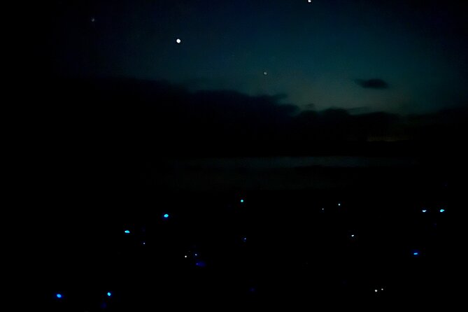 Holbox Kayak Bioluminescence Experience - The value of a short natural experience