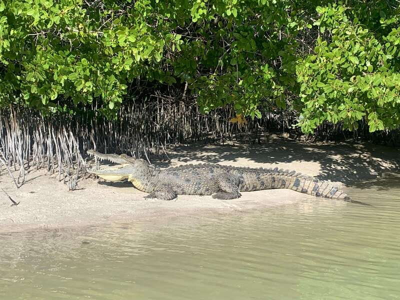 Holbox: Mangrove Sunset Kayak Tour - The sunset paddle and the quiet pause