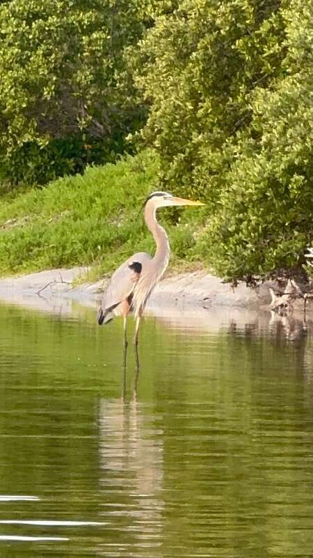 Holbox: Mangrove Sunset Kayak Tour - How difficult is the kayaking?