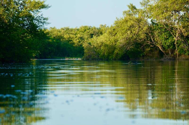 Holbox: Mangrove Sunset Kayak Tour - What the $55 price really covers