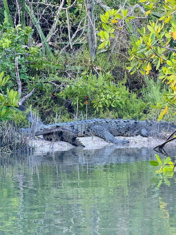 Holbox: Sunrise & Mangrove Kayak Tour - Entering the Kuká River and Yum Balam