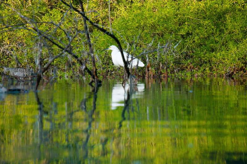Holbox: Sunrise & Mangrove Kayak Tour - Crocodiles, flamingos, and the birds you might see